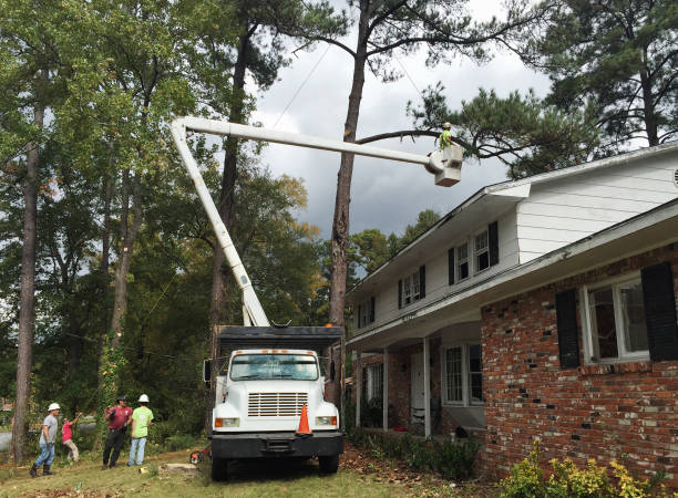 Reliable Hamilton, GA Tree Removal Services Solutions