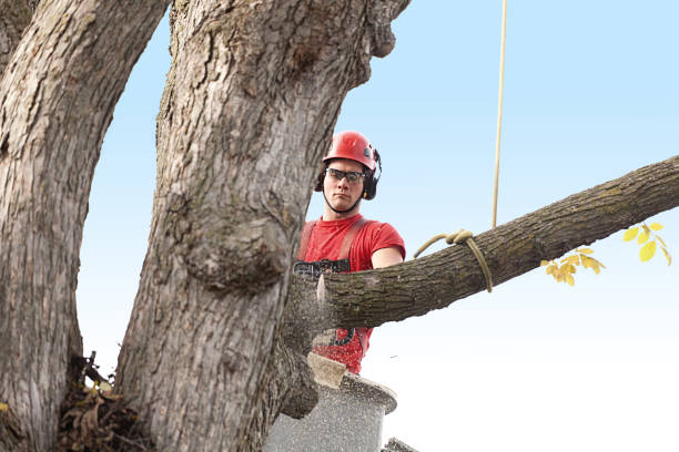 Leaf Removal in Hamilton, GA